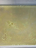 2022-03-03-synthesis-of-the-soap-natural-12
