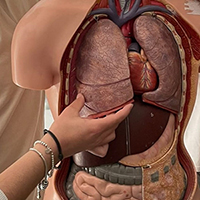 2022-05-13-anatomia-cuore-01