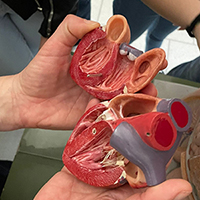 2022-05-13-anatomia-cuore-02