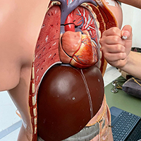 2022-05-13-anatomia-cuore-04