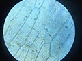 2019-11-27-microscopio-cellule-cipolla-07