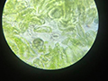 2019-11-27-microscopio-cellule-cipolla-08