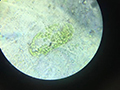 2019-11-27-microscopio-cellule-cipolla-09