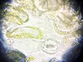 2019-11-27-microscopio-cellule-cipolla-10