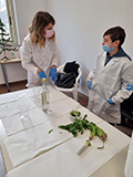 2021-12-13-cromatografia-clorofilla-01